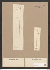Synedra capillaris Grun. (de-Toni-Nr.: Genus 66, Species 2595) Zeichnungen Sammlung Grunow Nr. 5294 (NHMW-BOT-W0373685)